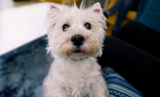 PetScreening Named 2026 Commercial Real Estate Technology Influencer by GlobeSt